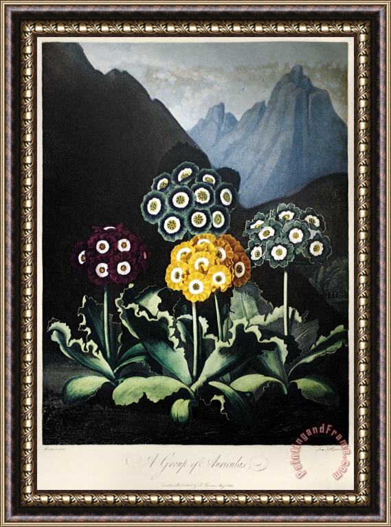 Others Thornton: Auriculas Framed Painting