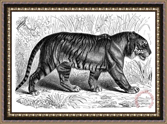 Others Tiger Framed Print