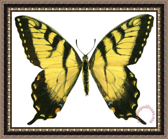 Others Tiger Swallowtail Framed Painting