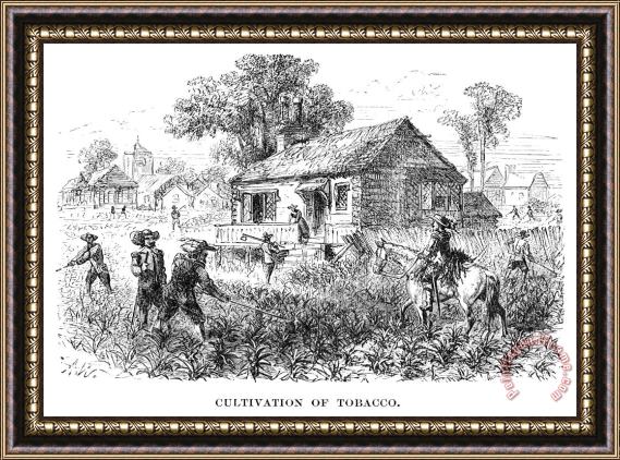 Others Tobacco Plantation Framed Painting