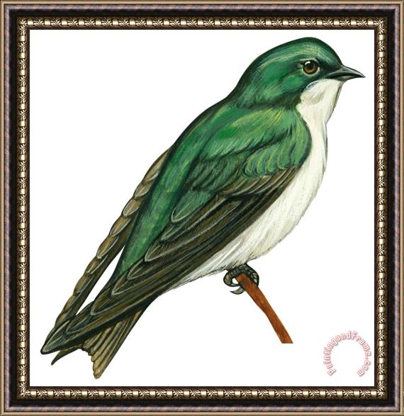 Others Tree Swallow Framed Print