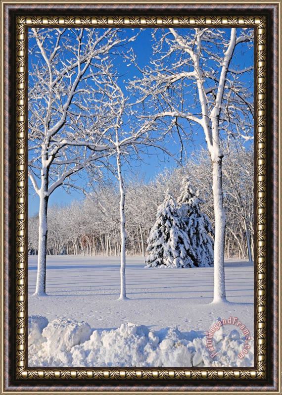 Others Trees In Snow Wisconsin Framed Print