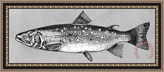 Others Trout Framed Painting