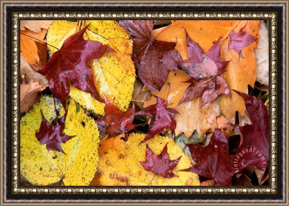 Others Ussurian Taiga Autumn Framed Painting