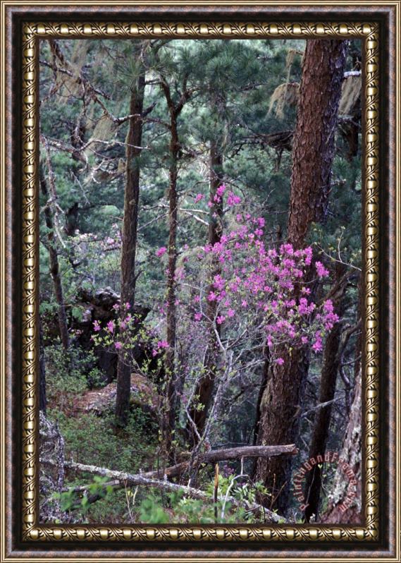 Others Ussurian Taiga Framed Painting