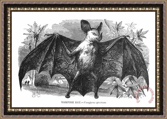 Others Vampire Bat Framed Painting