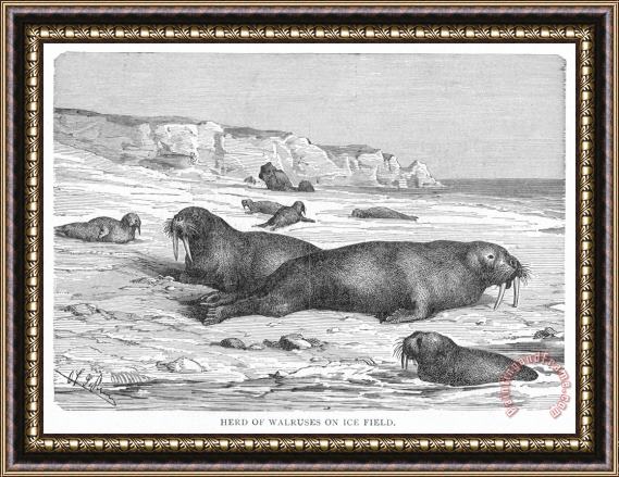 Others Walruses On Ice Field Framed Painting
