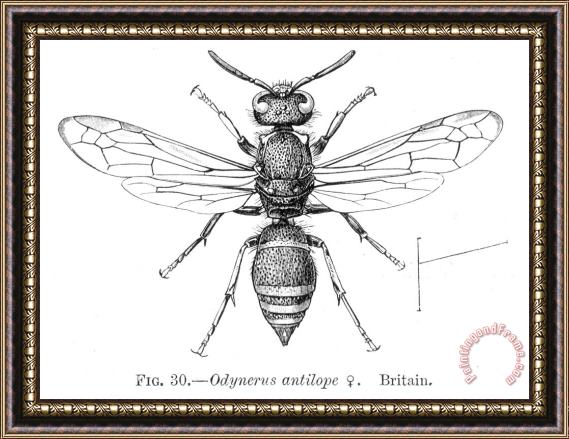 Others Wasp Framed Print