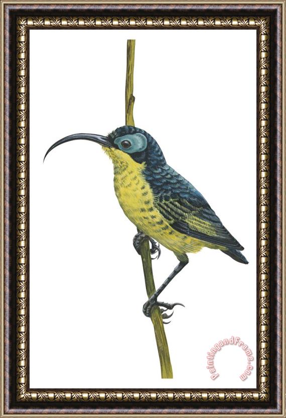 Others Wattled False Sunbird Framed Painting