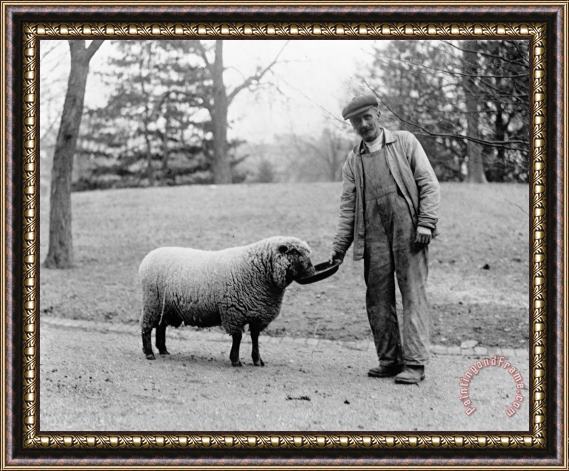 Others White House Sheep Framed Print