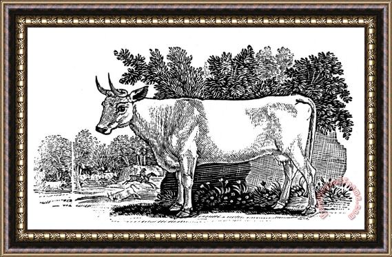 Others Wild Cattle Framed Painting