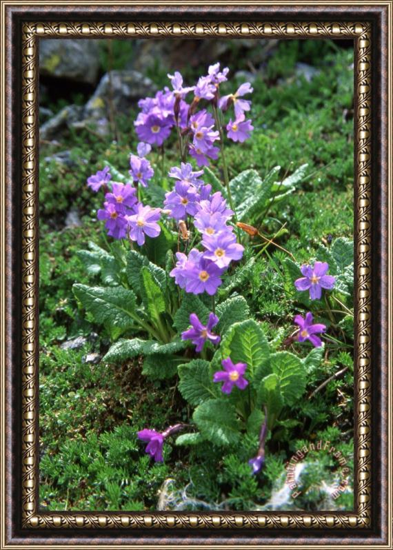 Others Wild Flowers Framed Print