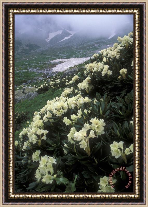 Others Wild Rhododendrons On A Hillside Framed Painting