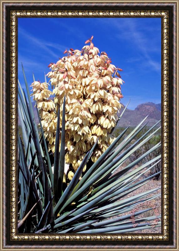 Others Yucca Plant In Bloom Framed Print