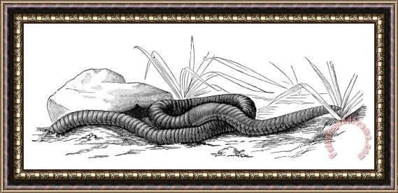 Others Zoology: Earthworm Framed Print
