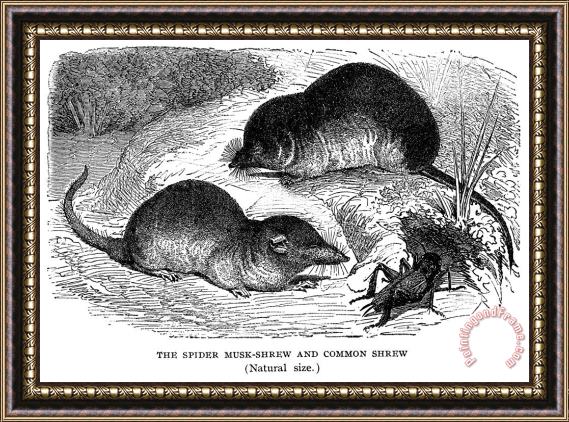 Others Zoology: Shrew Framed Print