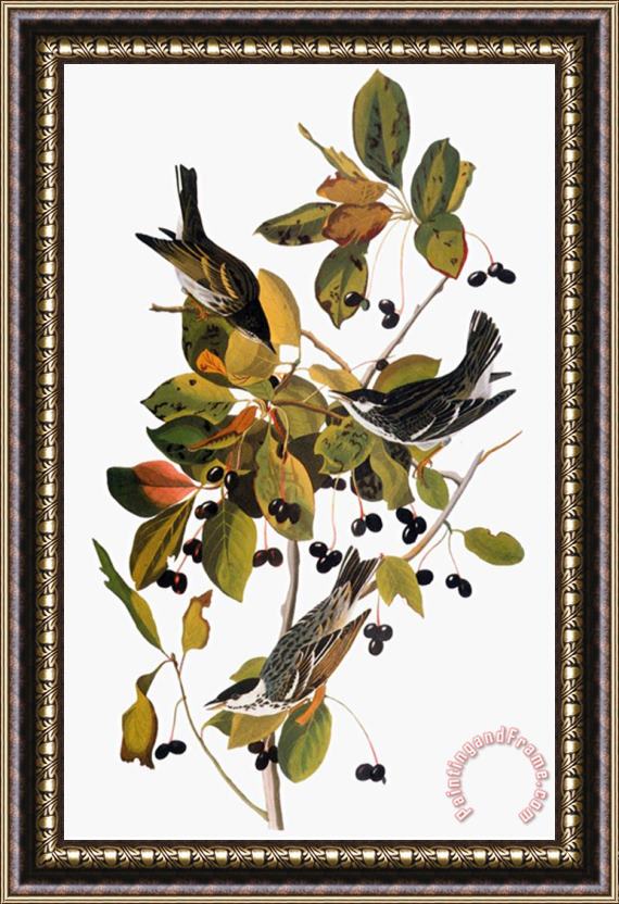 Pablo Picasso John James Audubon Audubon Warbler Framed Print