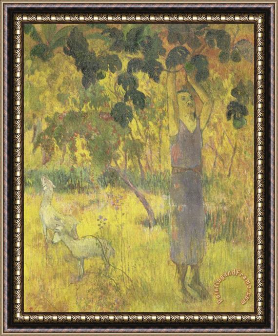 Paul Gauguin Man Picking Fruit From a Tree Framed Painting