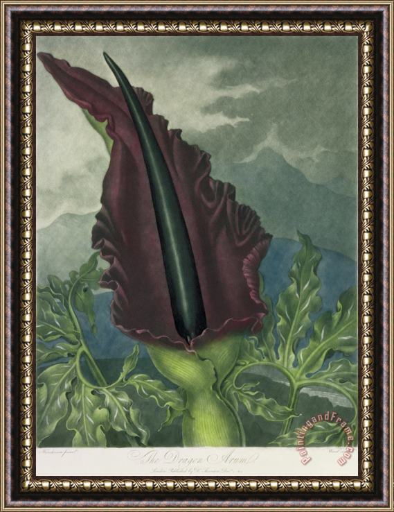 Peter Charles Henderson The Dragon Arum Framed Painting