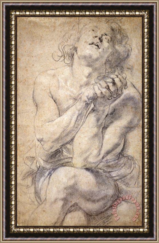 Peter Paul Rubens Seated Male Youth (study for Daniel) Framed Painting