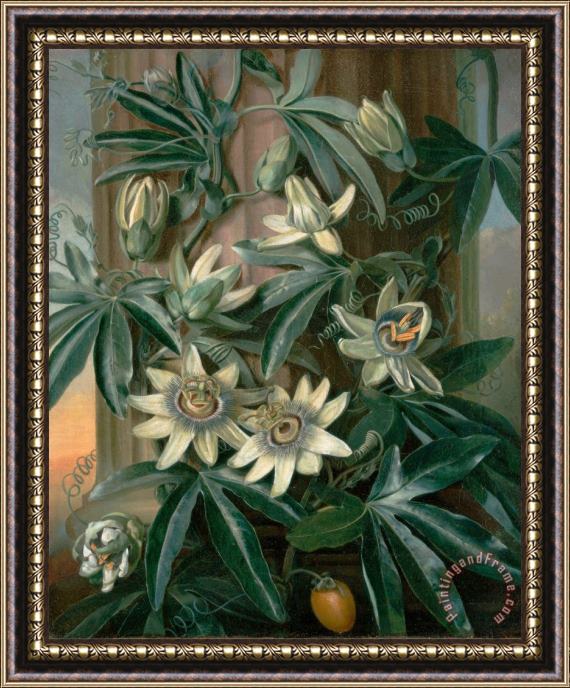 Philip Reinagle Blue Passion Flower, for The 