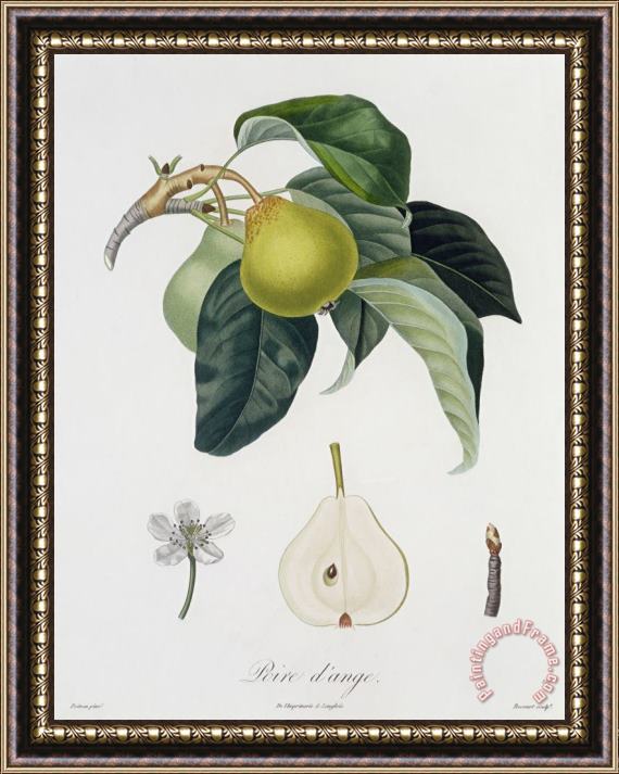 Pierre Antoine Poiteau Pear Framed Painting