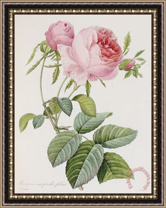 Pierre Joesph Redoute Rose Framed Painting