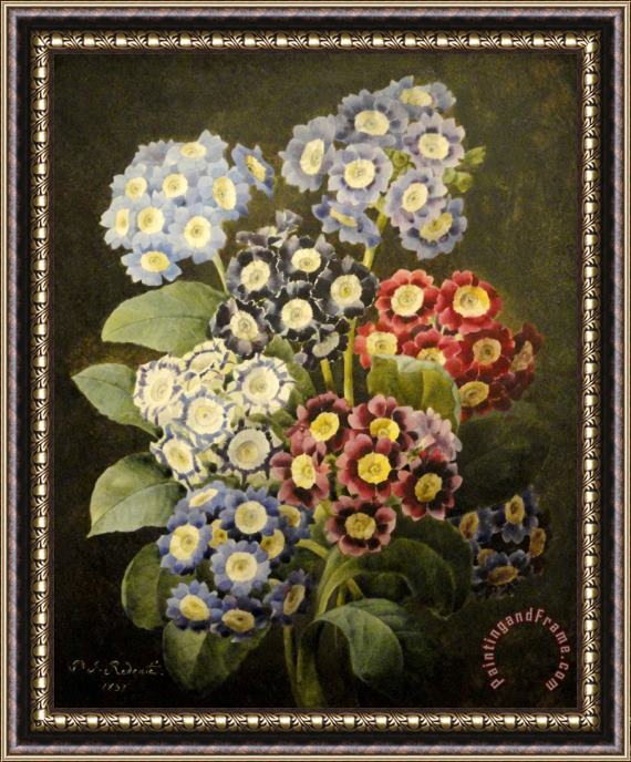 Pierre Joseph Redoute A Bouquet of Auriculas Framed Painting