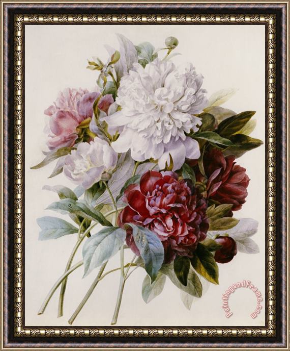 Pierre Joseph Redoute A Bouquet Of Red Pink And White Peonies Framed Painting