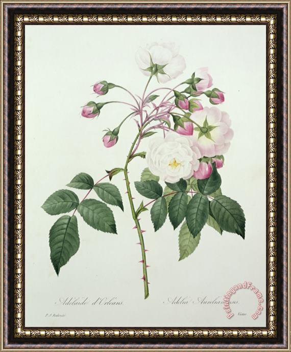 Pierre Joseph Redoute Adelia aurelianensis Framed Print