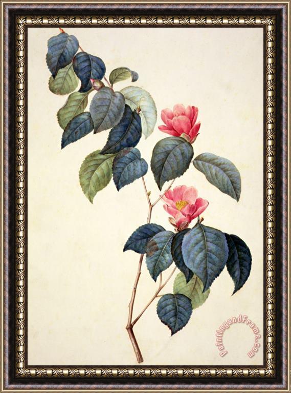 Pierre Joseph Redoute Camellia Japonica Framed Painting