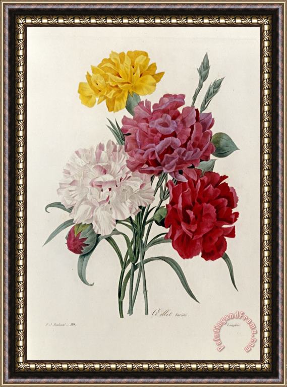 Pierre Joseph Redoute Carnations Framed Print