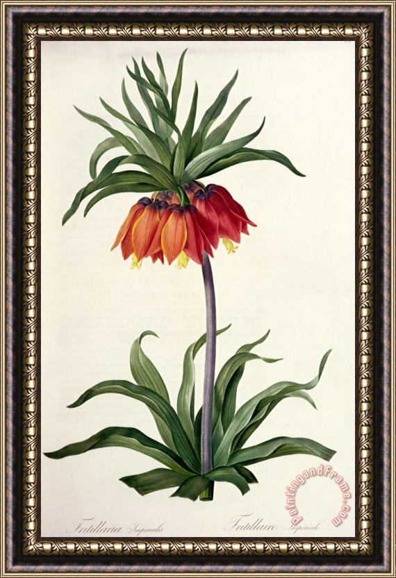 Pierre Joseph Redoute Fritillaria Imperialis Framed Print