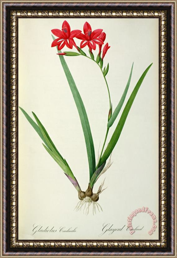 Pierre Joseph Redoute Gladiolus Cardinalis Framed Painting