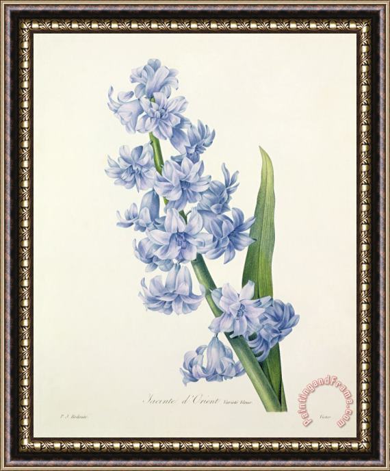 Pierre Joseph Redoute Hyacinth Framed Painting