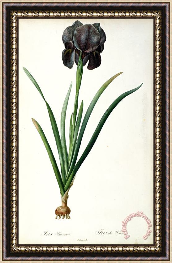 Pierre Joseph Redoute Iris Luxiana Framed Print