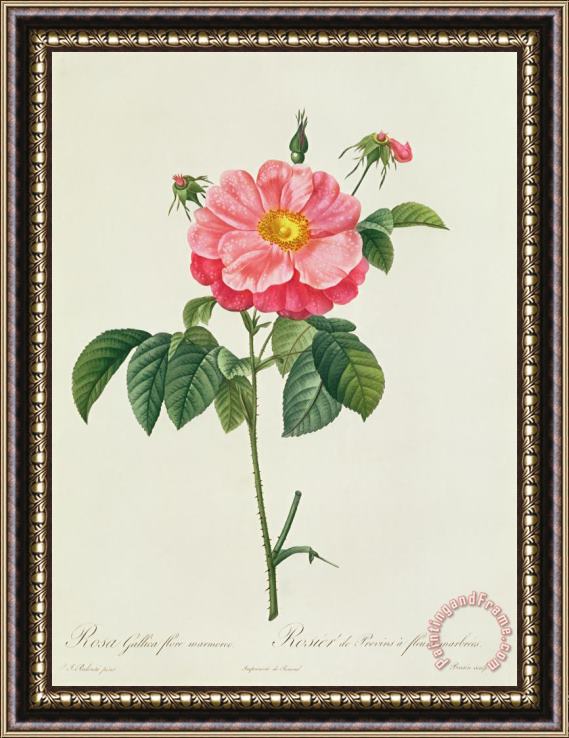 Pierre Joseph Redoute Rosa Gallica Flore Marmoreo Framed Print