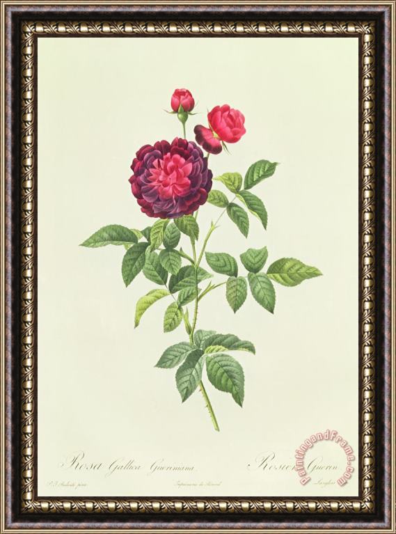 Pierre Joseph Redoute Rosa Gallica Gueriniana Framed Painting