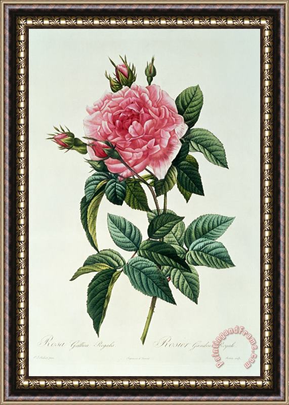 Pierre Joseph Redoute Rosa Gallica Regalis Framed Print