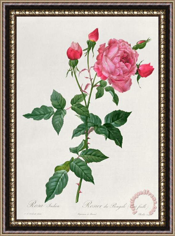 Pierre Joseph Redoute Rosa Indica Framed Painting