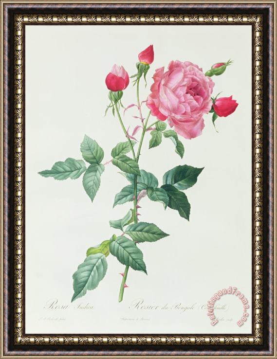 Pierre Joseph Redoute Rosa Indica Framed Print