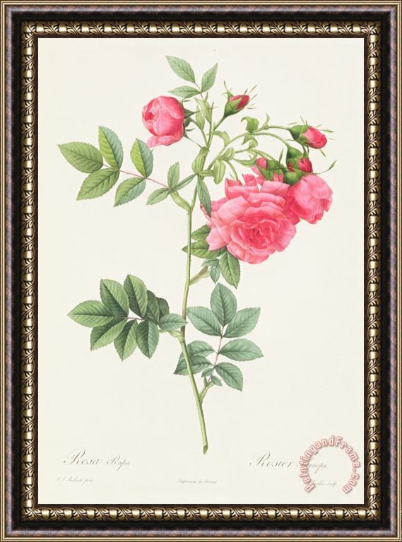 Pierre Joseph Redoute Rosa Pimpinellifolia Flore Variegato Framed Print