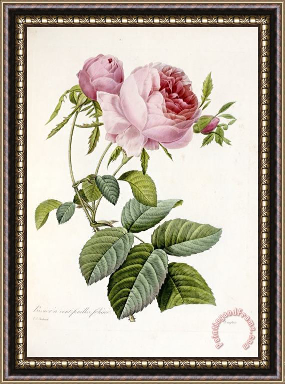 Pierre Joseph Redoute Rose Framed Painting