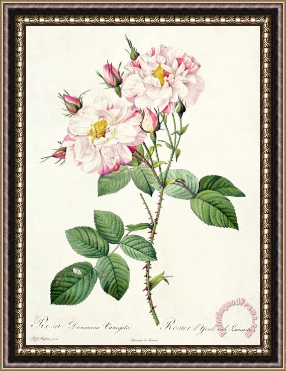 Pierre Joseph Redoute York and Lancaster Rose Framed Print
