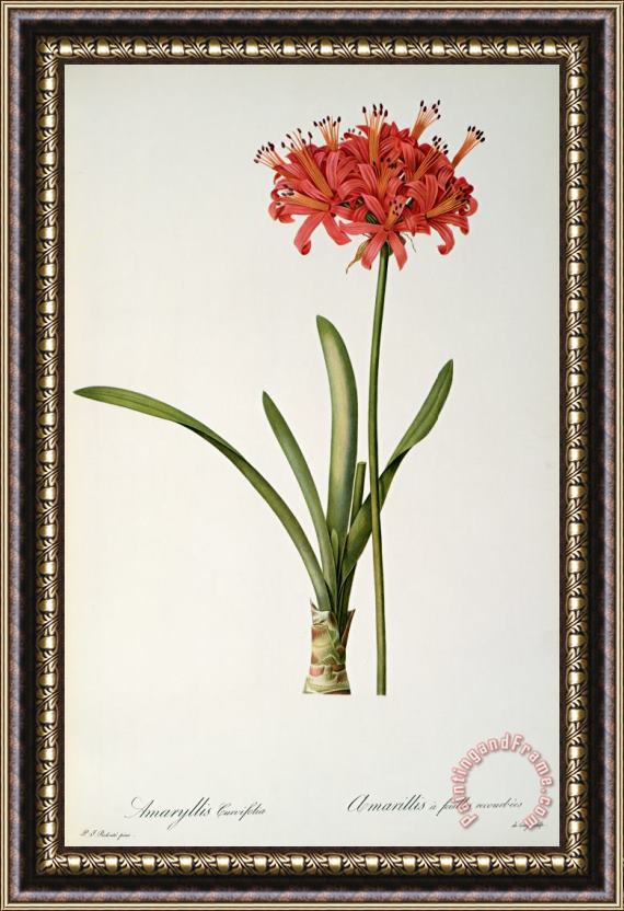 Pierre Redoute Amaryllis Curvifolia Framed Painting