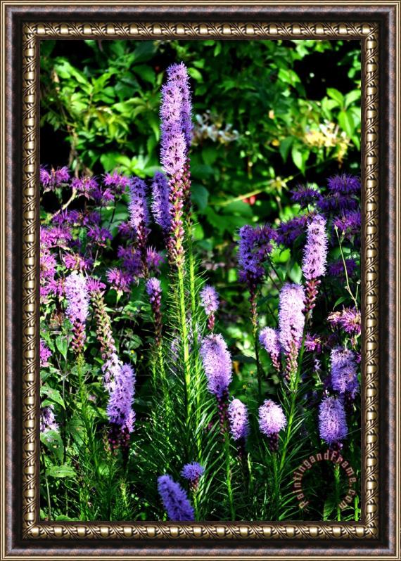 Pol Ledent Garden flowers 1 Framed Print