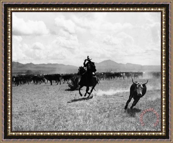 Raguero cutting out a cow from the herd Raguero cutting out a cow from the herd Framed Print