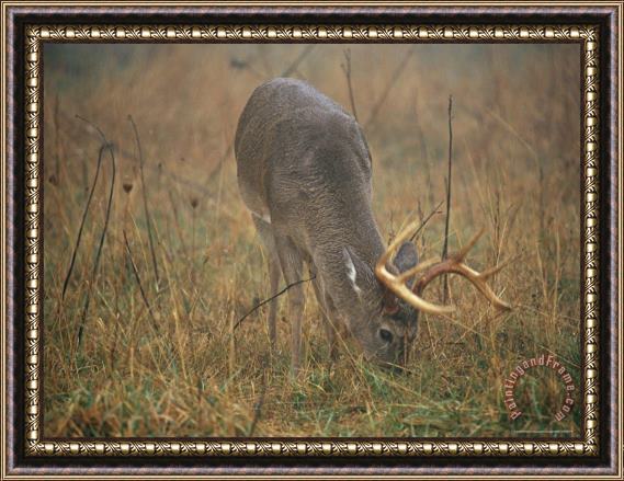 Raymond Gehman A 8 Point White Tailed Deer Buck Eating Framed Print