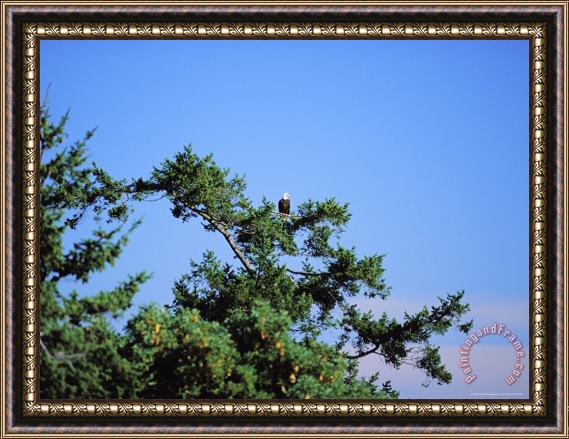 Raymond Gehman A Bald Eagle Haliaeetus Leucocephalus Scouts The Land From a Tree Framed Painting