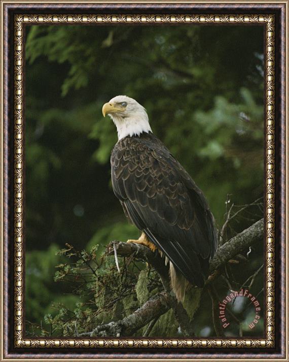 Raymond Gehman A Bald Eagle Perches Proudly on a Tree Branch Framed Print